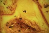 Detailed Fossil Flies, Ant & Spider In Baltic Amber #105523-1